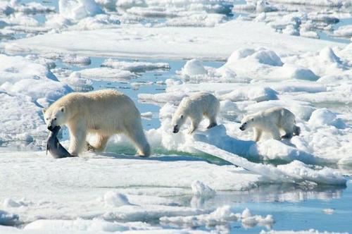 北极熊2100年或灭绝