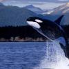 智利海岸科学家发现的神秘虎鲸可能是新物种