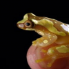 在印度山区发现的橙腹星光侏儒青蛙