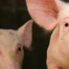 农业农村部 21省份非洲猪瘟疫区解除封锁