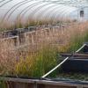 纳米材料可能意味着更多的藻类爆发湿地 水道