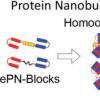 科学家开发出可自组装成超分子复合物的蛋白质