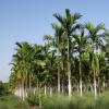 印度尼西亚印度棕榈集团提出认证棕榈税收优惠政策