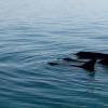 变暖的海洋可能正在将海豚推向危险边缘