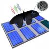 理解光合作用如何通知太阳能