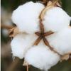 MCX棉花在3月份出现了交易量最大的农产品