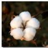 SIMA CD＆RA获得了棉花品种商业发布的认可