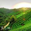 县域茶产业三安经验首次发布