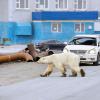 流浪数百公里北极熊现俄街头食垃圾