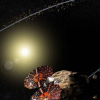 eVscope首次观测到小行星orus掩星