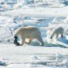 北极熊2100年或灭绝