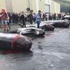数百鲸鱼海豚被捕杀