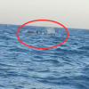 新闻：三头巨型海兽浮出辽宁海域