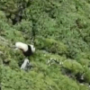 新闻：村民找牛途中偶遇大熊猫
